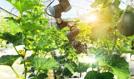 искусственный интеллект Фрукты и овощи робота опыляя стоковое фото rf искусственный интеллект Фрукты и овощи робота опыляя стоковое фото rf