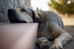 Испанский mastiff лежа вниз и спать на шаге стоковое фото Испанский mastiff лежа вниз и спать на шаге стоковое фото