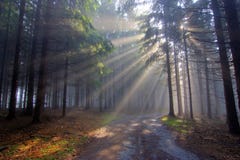 испускает лучи coniferous бог пущи тумана Стоковое Изображение испускает лучи coniferous бог пущи тумана Стоковое Изображение