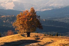 Климакс золотой осени Старый уединённый бук, Lit к осень Солнце, с много оранжевой листвой на предпосылке гор стоковые изображения Климакс золотой осени Старый уединённый бук, Lit к осень Солнце, с много оранжевой листвой на предпосылке гор стоковые изображения