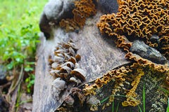 Кабель индюка versicolor гриба Trametes общий, фотография макроса, гриб медицины, съестной, медицинский стоковые фото Кабель индюка versicolor гриба Trametes общий, фотография макроса, гриб медицины, съестной, медицинский стоковые фото