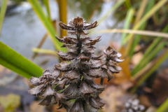 Как коричневый цвет конус высушил вверх по reptans Atropurpurea Ajuga цветка против запачканной предпосылки пруда осени стоковое фото Как коричневый цвет конус высушил вверх по reptans Atropurpurea Ajuga цветка против запачканной предпосылки пруда осени стоковое фото