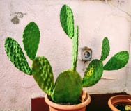 Кактус стоковая фотография Кактус стоковая фотография