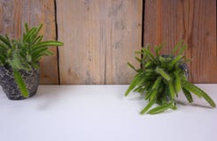 Кактус завода дома Minimalistic в мини каменных баках на белой и деревянной предпосылке с космосом экземпляра для вашего собствен стоковые изображения rf Кактус завода дома Minimalistic в мини каменных баках на белой и деревянной предпосылке с космосом экземпляра для вашего собствен стоковые изображения rf