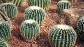 Кактус золотого бочонка или grusonii Echinocactus в ботаническом саде Закройте вверх круглого зеленого cactaceae с шипами Echinoc стоковое фото rf Кактус золотого бочонка или grusonii Echinocactus в ботаническом саде Закройте вверх круглого зеленого cactaceae с шипами Echinoc стоковое фото rf