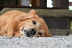 Камера собаки золотого Retriever холодная смотря лежа на том основании Стоковые Изображения RF Камера собаки золотого Retriever холодная смотря лежа на том основании Стоковые Изображения RF