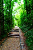 Камн-вымощенная лестница в тенистом переулке Качественные фото стоковая фотография rf Камн-вымощенная лестница в тенистом переулке Качественные фото стоковая фотография rf