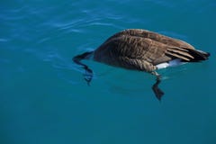 Канадские гусыни ныряют в воду для обнаружения еды стоковые изображения Канадские гусыни ныряют в воду для обнаружения еды стоковые изображения