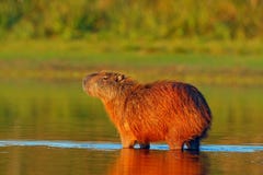 Капибара, hydrochaeris Hydrochoerus, самая большая мышь в воде с светом во время захода солнца, Pantanal вечера, Бразилией стоковая фотография rf Капибара, hydrochaeris Hydrochoerus, самая большая мышь в воде с светом во время захода солнца, Pantanal вечера, Бразилией стоковая фотография rf