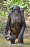 Карликовый шимпанзе (paniscus лотка) стоя на ее ногах в воде с новичком на задней части стоковые изображения Карликовый шимпанзе (paniscus лотка) стоя на ее ногах в воде с новичком на задней части стоковые изображения