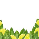 Картина листьев мяты и кусков лимона стоковое фото Картина листьев мяты и кусков лимона стоковое фото