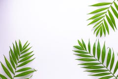 Картина тропических зеленых листьев на белой предпосылке o иллюстрация штока Картина тропических зеленых листьев на белой предпосылке o иллюстрация штока