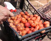 Картошки которые пусканы ростии стоковые изображения rf Картошки которые пусканы ростии стоковые изображения rf