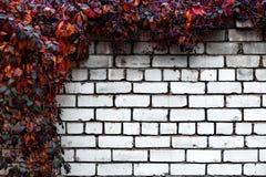 Кирпичная стена с предпосылкой декоративных виноградин абстрактной стоковое фото rf Кирпичная стена с предпосылкой декоративных виноградин абстрактной стоковое фото rf