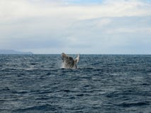 Кит скача в океан стоковая фотография rf Кит скача в океан стоковая фотография rf