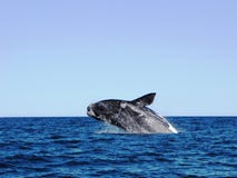 Кит скача над морем в Puerto Madryn, Аргентине стоковые изображения rf Кит скача над морем в Puerto Madryn, Аргентине стоковые изображения rf