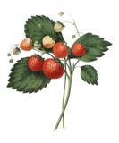 Клубника сосны 1852 Бостона Чарльзом Hovey, винтажной иллюстрацией свежих клубник Rawpixel цифров enhancedby иллюстрация вектора Клубника сосны 1852 Бостона Чарльзом Hovey, винтажной иллюстрацией свежих клубник Rawpixel цифров enhancedby иллюстрация вектора