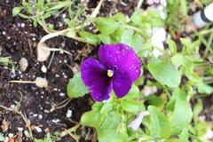 Кнопка пурпурного pansy желтая стоковое фото Кнопка пурпурного pansy желтая стоковое фото