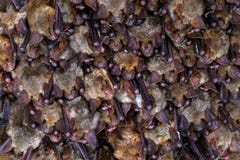 Колония летучей мыши в пещере Большая мыш-ушастая летучая мышь, myotis Myotis, в среду обитания пещеры природы, kras Cesky, чехос стоковые изображения Колония летучей мыши в пещере Большая мыш-ушастая летучая мышь, myotis Myotis, в среду обитания пещеры природы, kras Cesky, чехос стоковые изображения