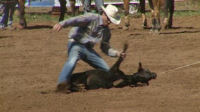Ковбои родео - икра Roping в замедленном движении - зажим 3 7 Ковбои родео - икра Roping в замедленном движении - зажим 3 7