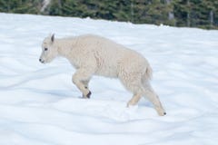 Коза горы ребенк младенца на snowfield холма урагана в олимпийском национальном парке в северо-западных Соединенных Штатах стоковые изображения Коза горы ребенк младенца на snowfield холма урагана в олимпийском национальном парке в северо-западных Соединенных Штатах стоковые изображения