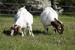 2 козы пася на луге весны стоковые изображения 2 козы пася на луге весны стоковые изображения