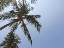 Кокосовые пальмы в солнечном дне стоковые фото Кокосовые пальмы в солнечном дне стоковые фото