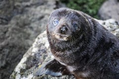 Колония морского котика Новой Зеландии около Данидина на полуострове Otago стоковое фото Колония морского котика Новой Зеландии около Данидина на полуострове Otago стоковое фото