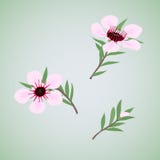 Комплект цветков Manuka бесплатная иллюстрация Комплект цветков Manuka бесплатная иллюстрация