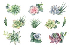 Комплект вектора акварели с листьями и succulents евкалипта бесплатная иллюстрация Комплект вектора акварели с листьями и succulents евкалипта бесплатная иллюстрация