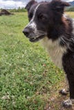 Конец австралийского чабана главный вверх по рту портрета открытому стоковые изображения Конец австралийского чабана главный вверх по рту портрета открытому стоковые изображения