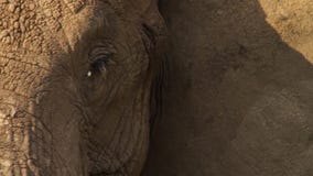 Конец-вверх africana Loxodonta африканского слона, выборочного фокуса стоковое изображение rf Конец-вверх africana Loxodonta африканского слона, выборочного фокуса стоковое изображение rf