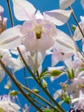 Конец-вверх белого цветка coerulea Aquilegia стоковое изображение Конец-вверх белого цветка coerulea Aquilegia стоковое изображение