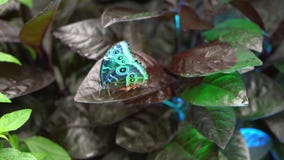 Конец-вверх голубой бабочки зеленого цвета peleides Morpho сидя на коричневом красном разрешении завода, взгляде сверху акции видеоматериалы Конец-вверх голубой бабочки зеленого цвета peleides Morpho сидя на коричневом красном разрешении завода, взгляде сверху акции видеоматериалы