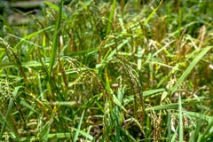 Конец вверх зеленых неочищенных рисов поле риса, терраса на заднем плане HarvestAsia, Бали стоковая фотография Конец вверх зеленых неочищенных рисов поле риса, терраса на заднем плане HarvestAsia, Бали стоковая фотография
