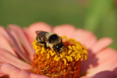 Конец-вверх кавказского светотеневого striped Bombus s шмеля стоковая фотография rf Конец-вверх кавказского светотеневого striped Bombus s шмеля стоковая фотография rf