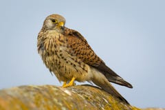 Конец вверх красивой женщины меньшее naumanni Falco kestrel от Кастили-Ла Mancha зоны в Испании стоковое фото Конец вверх красивой женщины меньшее naumanni Falco kestrel от Кастили-Ла Mancha зоны в Испании стоковое фото
