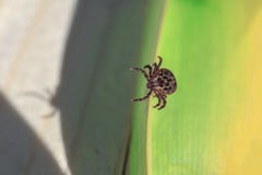 Конец-вверх Опасная лепта паразита и несущей инфекции сидя на зеленых лист стоковое изображение Конец-вверх Опасная лепта паразита и несущей инфекции сидя на зеленых лист стоковое изображение