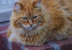 Конец-вверх оранжевого кота с зелеными глазами и интенсивным выражением стоковые фото Конец-вверх оранжевого кота с зелеными глазами и интенсивным выражением стоковые фото