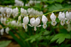 Конец вверх с белым snowdrop стоковые фото Конец вверх с белым snowdrop стоковые фото