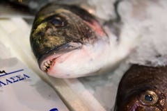 Конец-Вверх свеже уловленного леща моря Позолот-головы или Sparus Aurata на льде выровнянном вверх по для продажи внутри греческо стоковая фотография rf Конец-Вверх свеже уловленного леща моря Позолот-головы или Sparus Aurata на льде выровнянном вверх по для продажи внутри греческо стоковая фотография rf