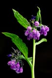 Конец вверх цветя истинного завода Comfrey против черной предпосылки стоковое фото rf Конец вверх цветя истинного завода Comfrey против черной предпосылки стоковое фото rf