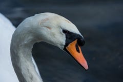 Конец головы лебедя вверх на голубой предпосылке стоковые фото Конец головы лебедя вверх на голубой предпосылке стоковые фото
