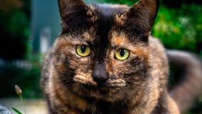 Конец кота вверх с расплывчатой предпосылкой стоковые фотографии rf Конец кота вверх с расплывчатой предпосылкой стоковые фотографии rf