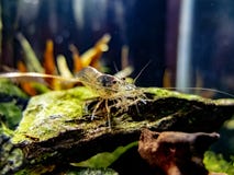 Конец креветки Amano вверх на утесе в засаженное пресноводное nano загорает стоковые фото Конец креветки Amano вверх на утесе в засаженное пресноводное nano загорает стоковые фото