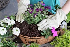 Консультация девушки засаживая корзину смертной казни через повешение цветков стоковое фото Консультация девушки засаживая корзину смертной казни через повешение цветков стоковое фото