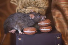 Концепция диеты Крыса с помадками Мышь обнюхивает еду стоковая фотография Концепция диеты Крыса с помадками Мышь обнюхивает еду стоковая фотография
