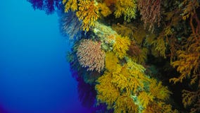 Коралловый риф, больший барьерный риф, Австралия underwater рифа ландшафта рыб коралла тропический стоковая фотография Коралловый риф, больший барьерный риф, Австралия underwater рифа ландшафта рыб коралла тропический стоковая фотография