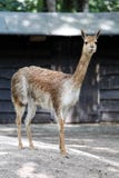 коричневые детеныши lama стоковая фотография rf коричневые детеныши lama стоковая фотография rf