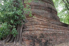 Корни и коры дерева дерева со старым Stupa стоковые фото Корни и коры дерева дерева со старым Stupa стоковые фото